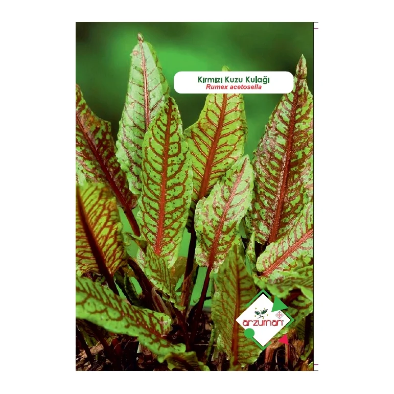 Kırmızı Kuzukulağı (Rumex Acetosella) 50 adet – Ürün görseli