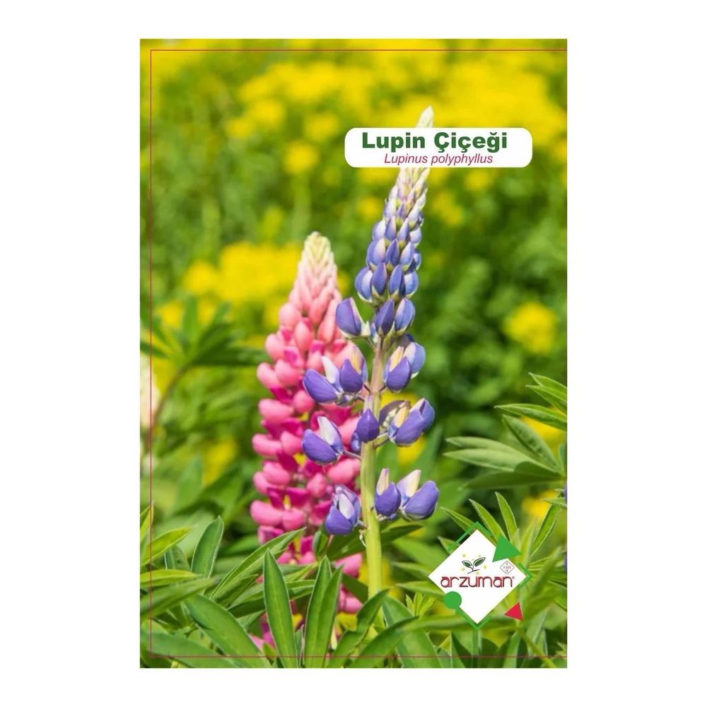 Lupin (Lupinus Polyphyllus) 15 adet – Ürün görseli