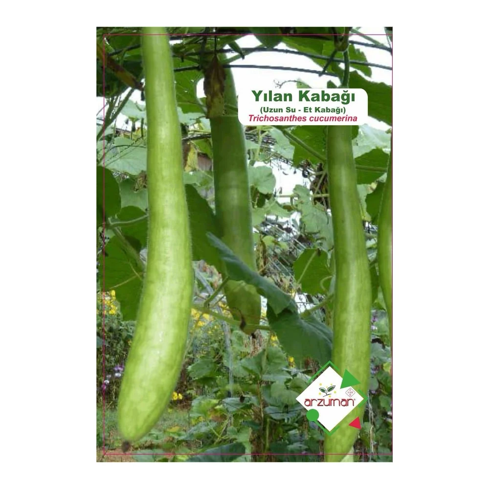 Yılan Kabağı (Trichosanthes Cucumerina) 5 adet – Ürün görseli