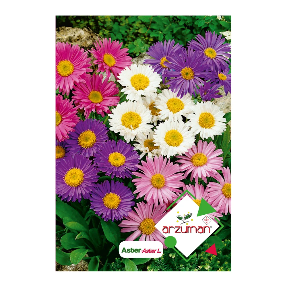 Aster – Ürün görseli
