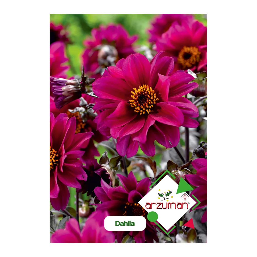 Dahlia – Ürün görseli