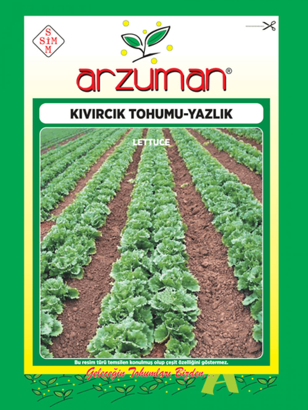 Kıvırcık Marul – Ürün görseli