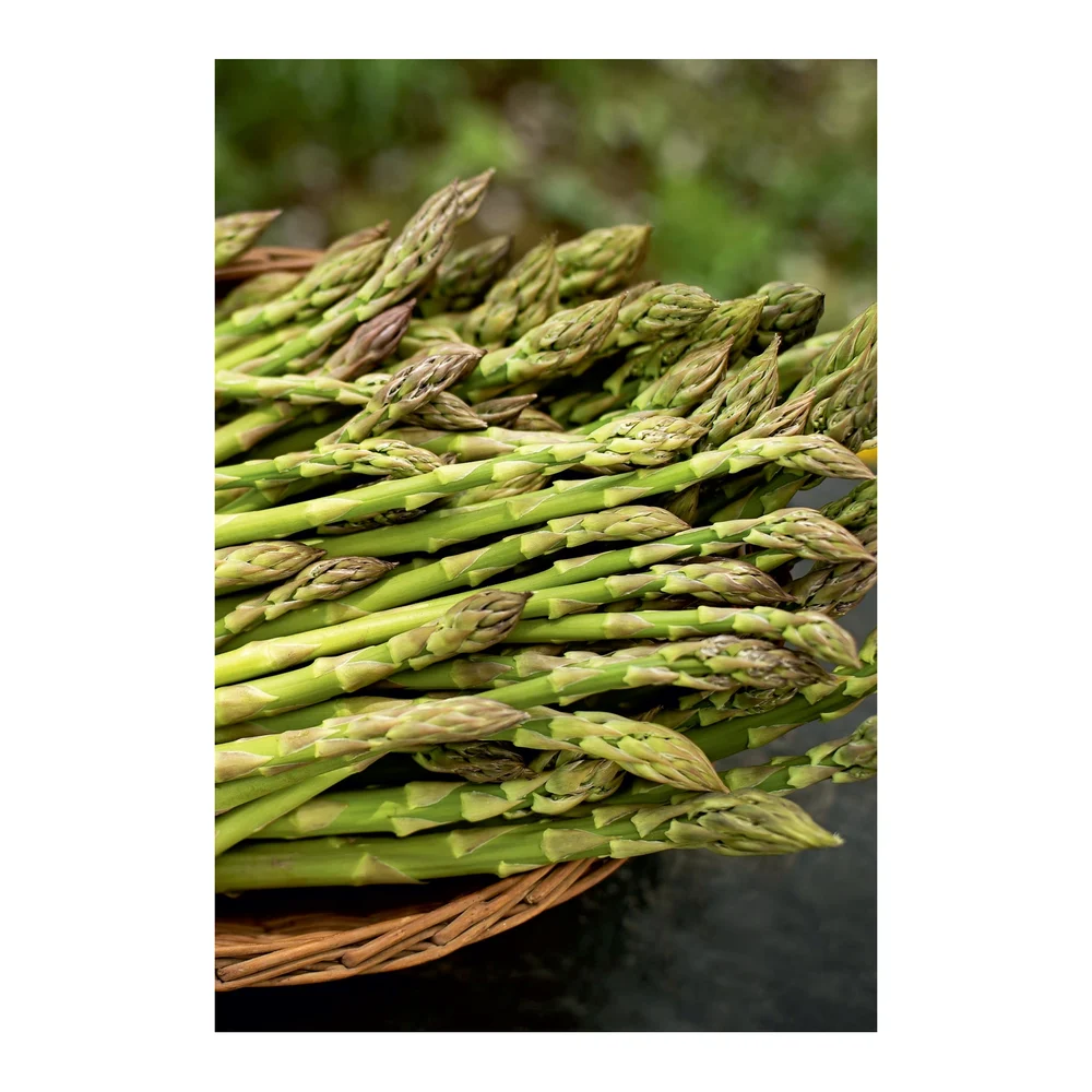 Kuşkonmaz (Asparagus Officinalis L.) 10 adet – Ürün görseli