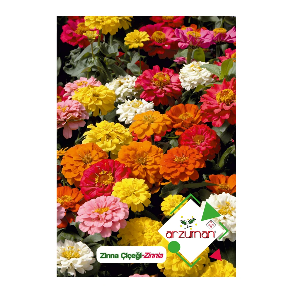 Zinna